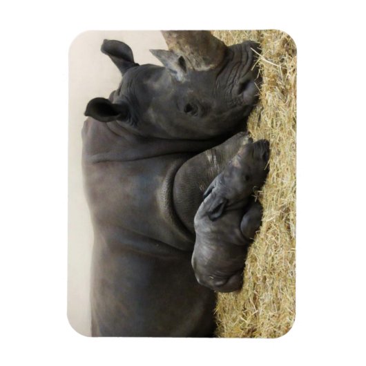 Toronto Zoo baby white rhino Magneet (Verticaal)