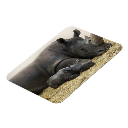 Toronto Zoo baby white rhino Magneet (Linkerzijde)