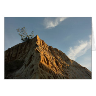 Torrey Pine à Sunset California Coast