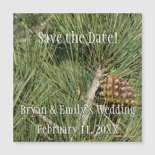 Torrey Pine Closeup California Botanical (Voorkant)