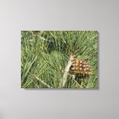 Torrey Pine Closeup California Botanical Canvas Afdruk (Voorkant)