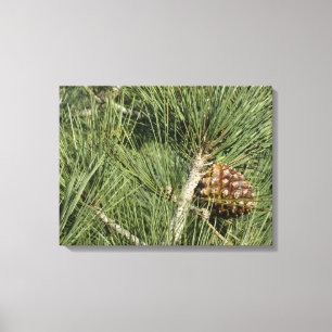 Torrey Pine Closeup California Botanical Canvas Afdruk