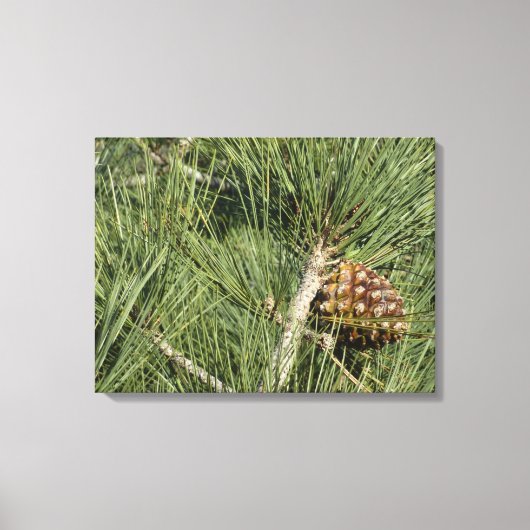 Torrey Pine Closeup California Botanical Canvas Afdruk (Voorkant)