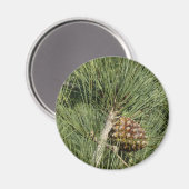 Torrey Pine Closeup California Botanical Magneet (Voorkant / Achterkant)