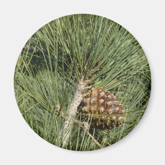 Torrey Pine Closeup California Botanical Magneet (Voorkant)