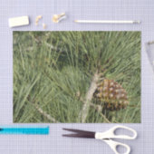 Torrey Pine Closeup California Botanical Tissuepapier (Craft)