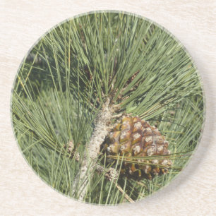 Torrey Pine Closeup California Botanical Zandsteen Onderzetter