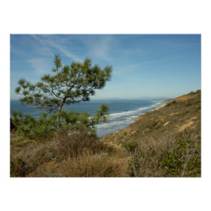Torrey Pine en Californische kust landschap Perfect Poster