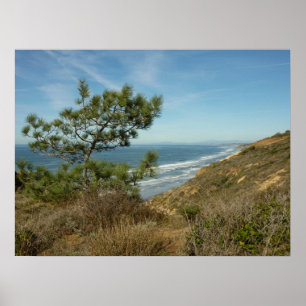 Torrey Pine en Californische kust landschap Poster