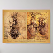 Torso/hart van de vrouw en haar bloedvaten poster (Voorkant)