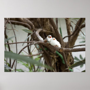 Tortelduifjes Poster