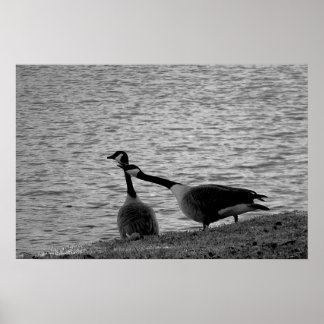 Tortelduifjes Poster medium