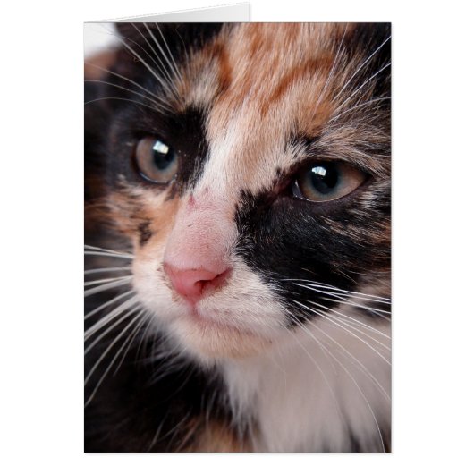 Torti Chatons Douceur Intérieure Pour Toutes Occas (Devant)