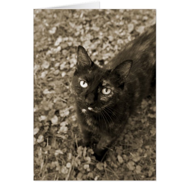 Tortie Cat Kaarten (Voorkant)