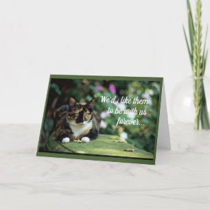 Tortie Cat op een tuinbank Kaart
