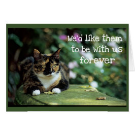 Tortie Cat op tuinbank - sympathie