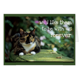 Tortie Cat op tuinbank - sympathie