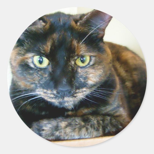 tortie cat stickers (Voorkant)