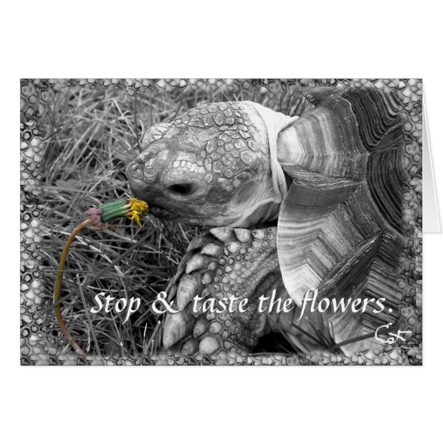 Tortoise - Arrêtez et goûtez les fleurs (Devant horizontal)