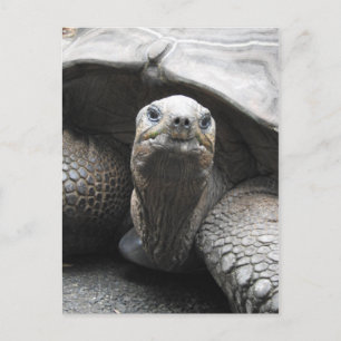 Tortoise Briefkaart