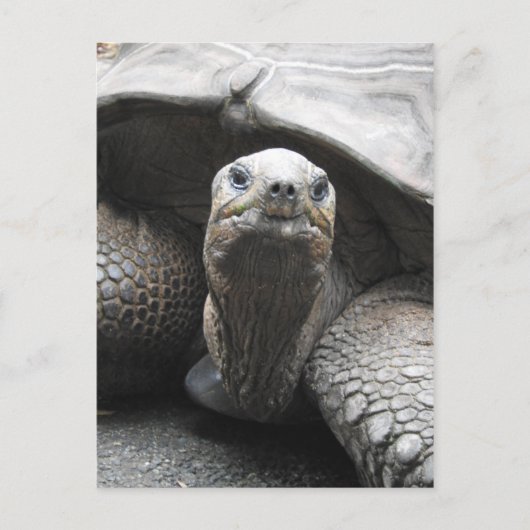 Tortoise Briefkaart (Voorkant)