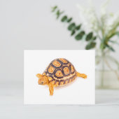 Tortoise Briefkaart (Staand voorkant)