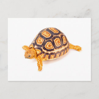 Tortoise Briefkaart