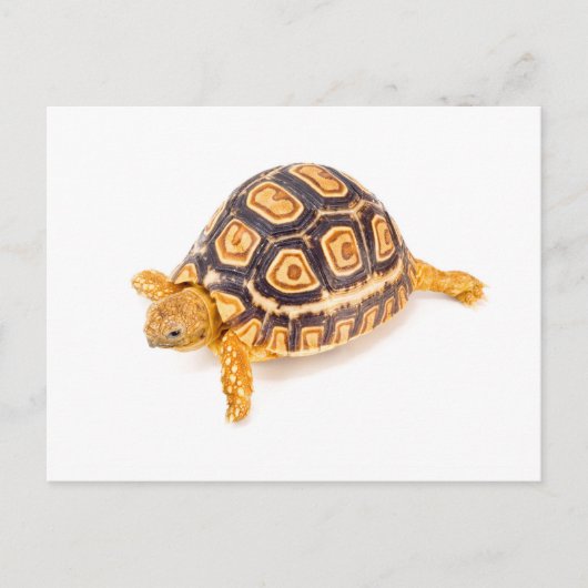 Tortoise Briefkaart (Voorkant)