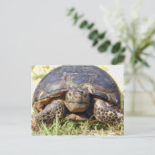 Tortoise Briefkaart (Staand voorkant)