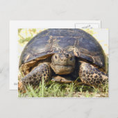 Tortoise Briefkaart (Voorkant / Achterkant)