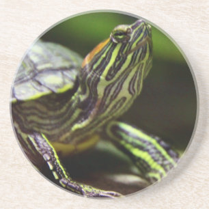 Tortoise close zandsteen onderzetter