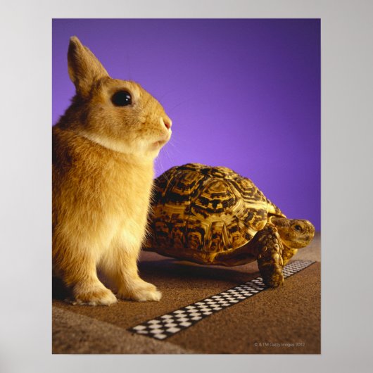Tortoise en hazen poster (Voorkant)