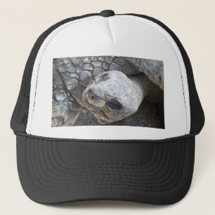 Tortoise Face Trucker Pet