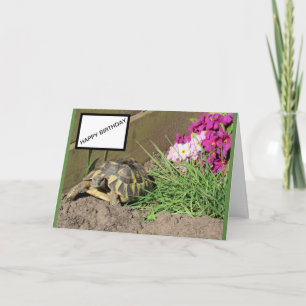 Tortoise Happy Birthday Kaart