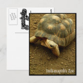 Tortoise in de dierentuin van Indianapolis Briefkaart (Voorkant / Achterkant)
