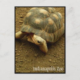 Tortoise in de dierentuin van Indianapolis Briefkaart