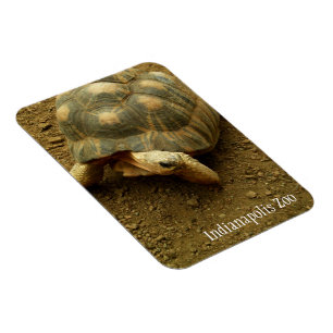 Tortoise in de dierentuin van Indianapolis Magneet