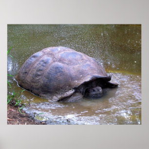 Tortoise in de modder poster