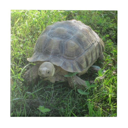 Tortoise in Grass Tegeltje (Voorkant)