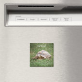 Tortoise-koeler Magnet Magneet (Insitu (Vaatwasser))