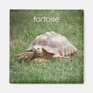 Tortoise-koeler Magnet Magneet
