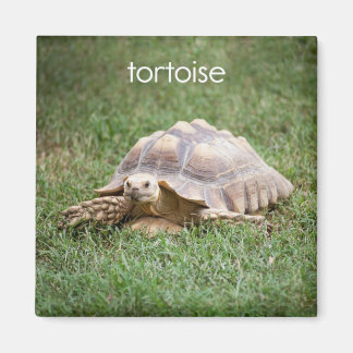Tortoise-koeler Magnet Magneet