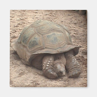 Tortoise Magnet Magneet