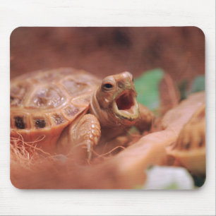 Tortoise Muismat