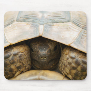 Tortoise Muismat