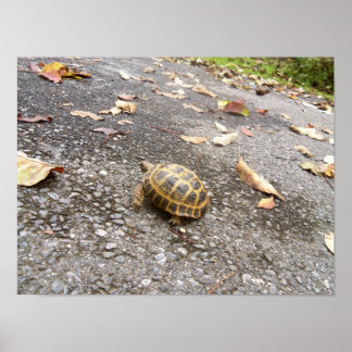 Tortoise op een Poster van een missiedier