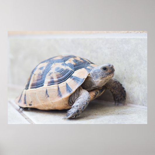 Tortoise Poster (Voorkant)