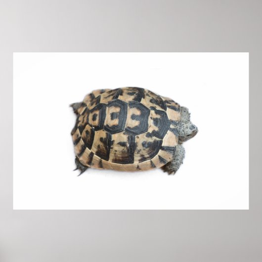 Tortoise Poster (Voorkant)