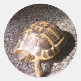 Tortoise Ronde Sticker