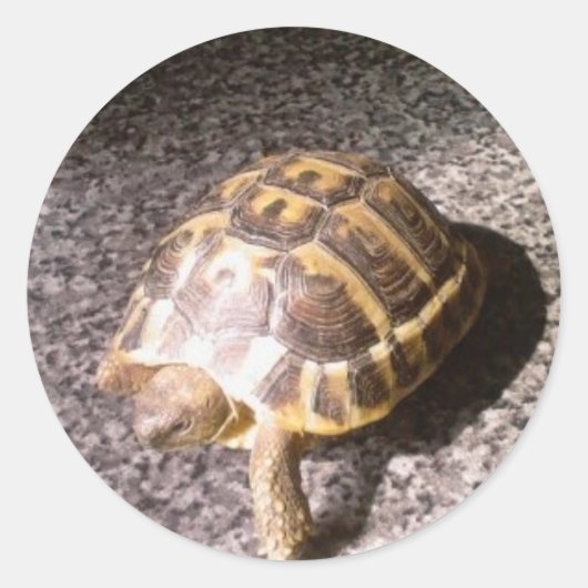 Tortoise Ronde Sticker (Voorkant)